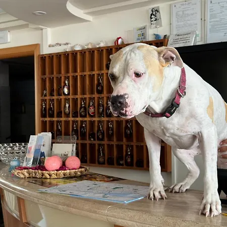 Rondinella E Viola Rímini