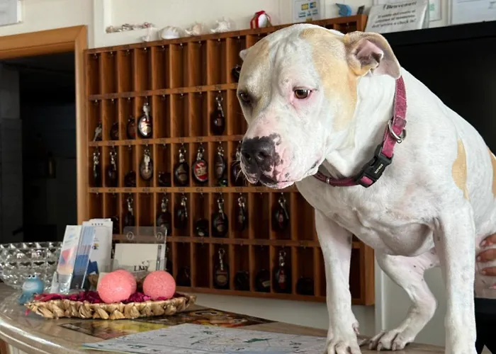 Rondinella E Viola Римини